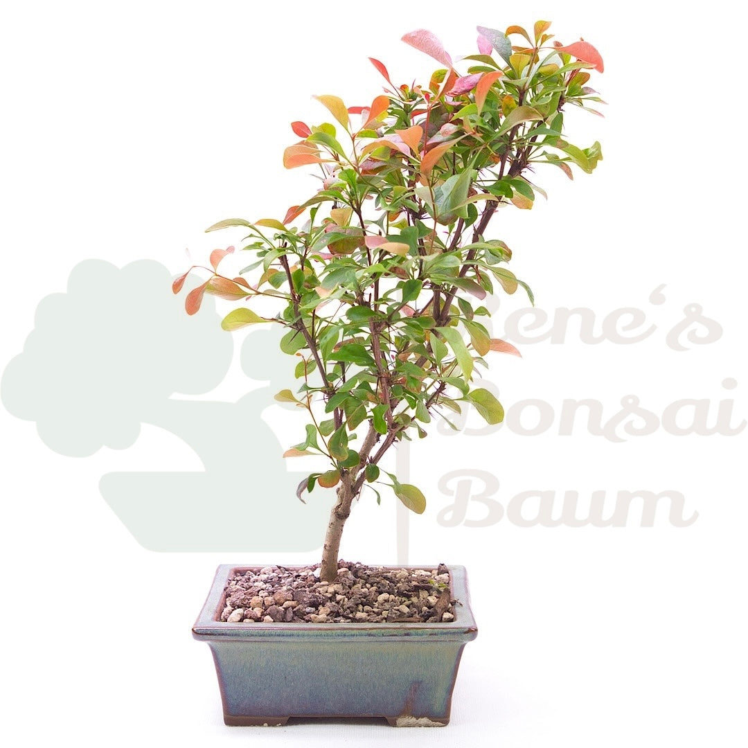 Blutberberitze 'Berberis thunbergii 'Atropurpurea'